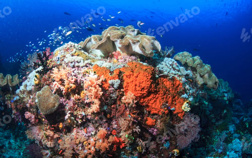 Preview: A Magical and Creative Indonesia underwater pictures