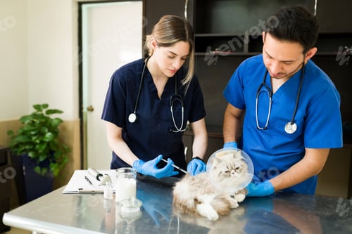 Preview: Female vet putting medicine on a sick persian cat