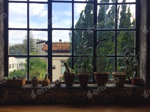 Preview: Plants in pots on the window sill