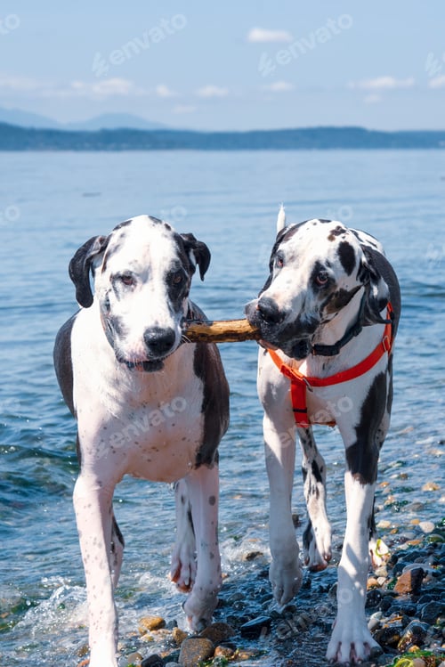 Preview: Dogs sharing stick at beach