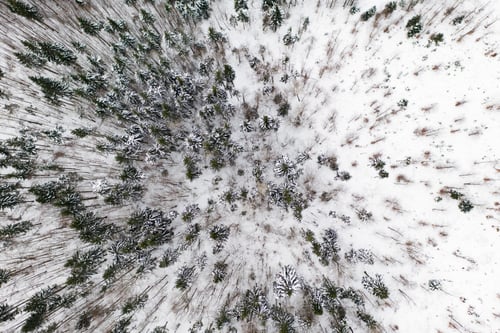 Preview: Aerial drone view of a winter landscape. Snow covered forest.