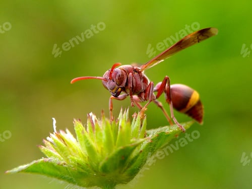 Preview: The Polistinae is a subfamily of eusocial wasps belonging to the family Vespidae