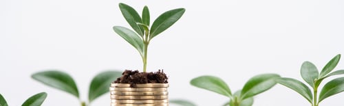 Preview: panoramic shot of golden coins with leaves and soil Isolated On White, financial growth concept