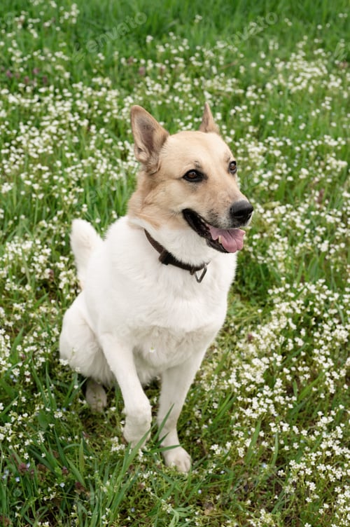 Preview: Cute mixed breed shepherd dog on green grass in spring flowers
