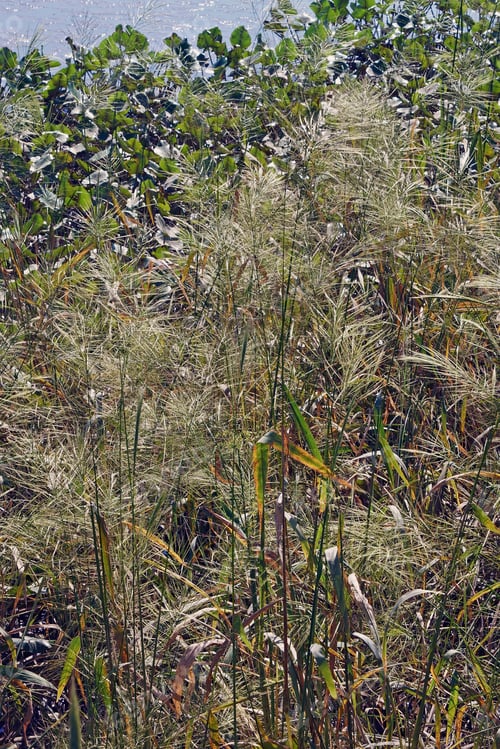Preview: Wild Rice (Zizania Aquatica). Called Annual Wildrice And Souther Wild Rice Also