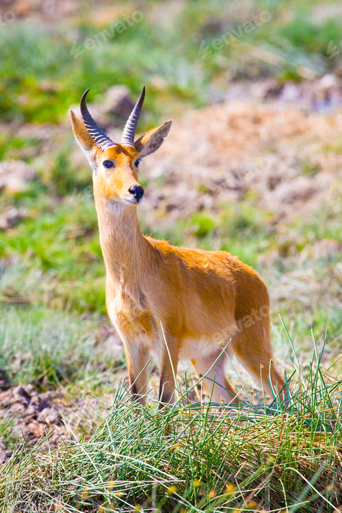 Preview: Male impala stands at the savannah of Serengeti in Africa