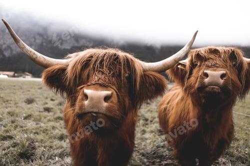 Preview: Scottish Highland Cow, Switzerland