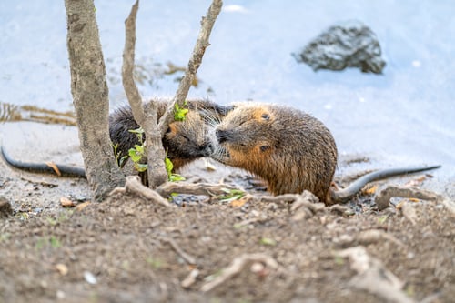 Preview: Nutria in the river in the wild