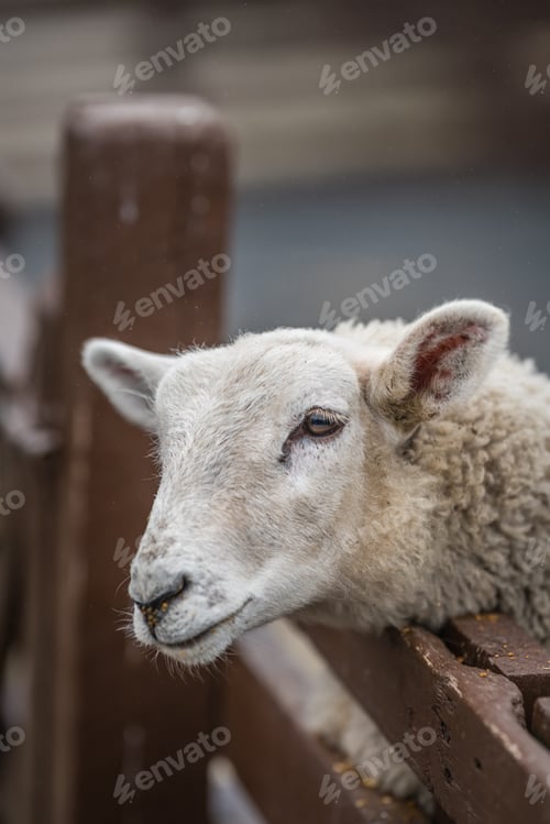 Vorschau: Süßes Schaf auf der Farm