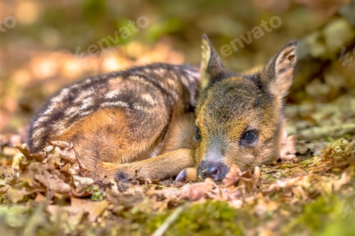 Preview: Adorable roe deer fawn in forest