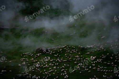 Preview: Large flock of sheep grazing in a mountainous landscape shrouded in mist