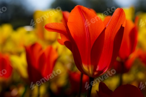Preview: Red and yellow