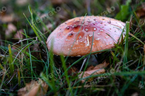 Preview: beautiful closeup of forest mushrooms in grass, autumn season, mushroom and leafs in grass