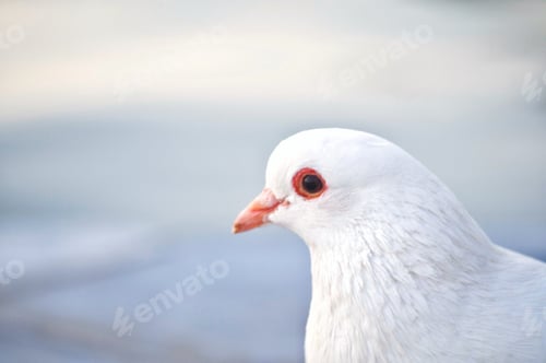 Preview: Pigeon
Nominated🌞