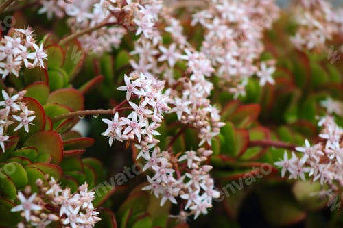Preview: Jade plant