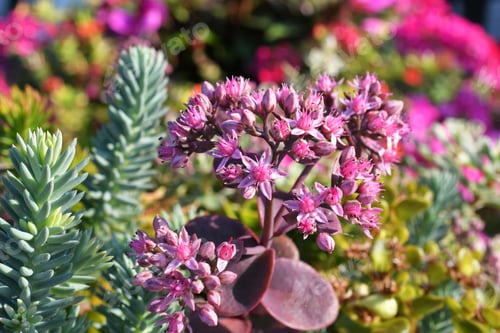 Preview: A pink flowering herbaceous sedum aka stonecrop succulent plant in a garden