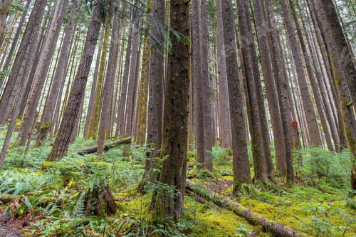 Preview: Dense forest trees in a Pacific northwest rainforest.