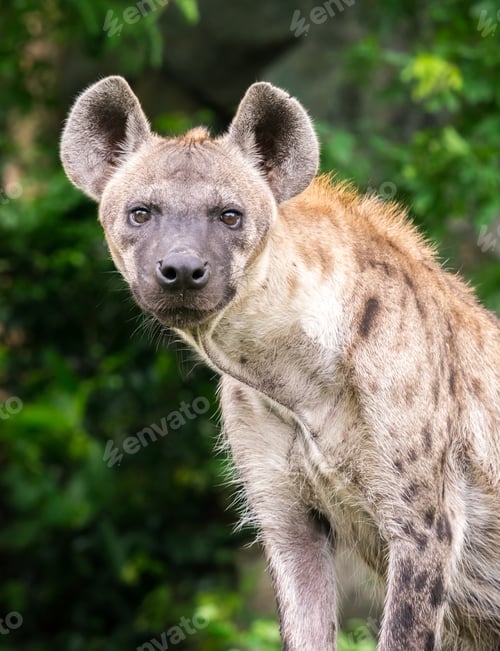 Preview: Hyena