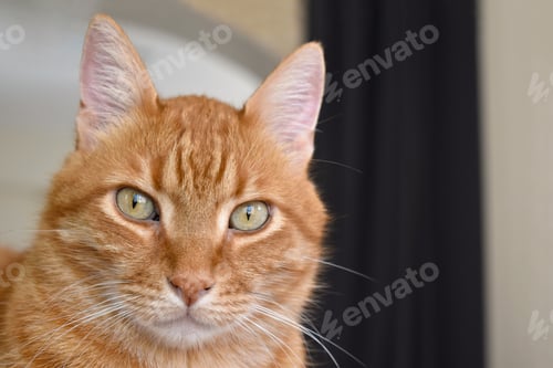 Preview: Ginger cat looking at camera.
