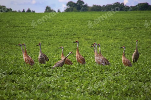 Preview: A group of 12 sandhill cranes congregated in a bean field in rural Minnesota.