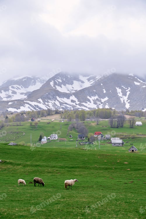Preview: Sheep walk through a green pasture near a village in a valley of snowy mountains