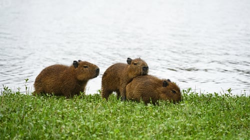Vorschau: Capybara im Parque Barigui, städtischer öffentlicher Park in Curitiba, Südbrasilien