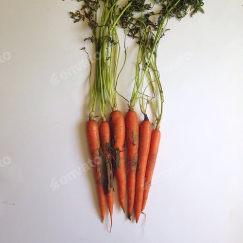 Preview: Carrots covered in dirt on a white background