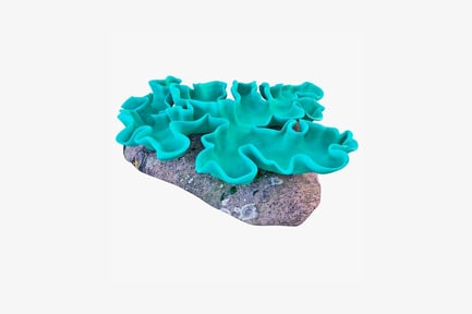 Preview: Cascading ruffled coral on speckled rock