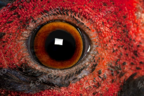 Preview: Close up of Male American Common Pheasant, Phasianus colchicus, eye