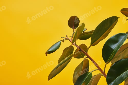 Preview: Close up of ficus big green leaves isolated on yellow