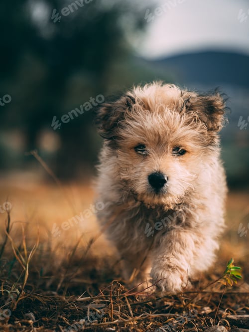 Preview: Cute brown Yorkipoo dog running in the field towards the camera