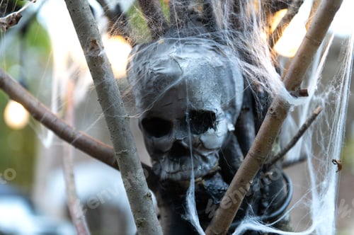 Vista previa: Skull in cobwebs - spooky scary Halloween decoration