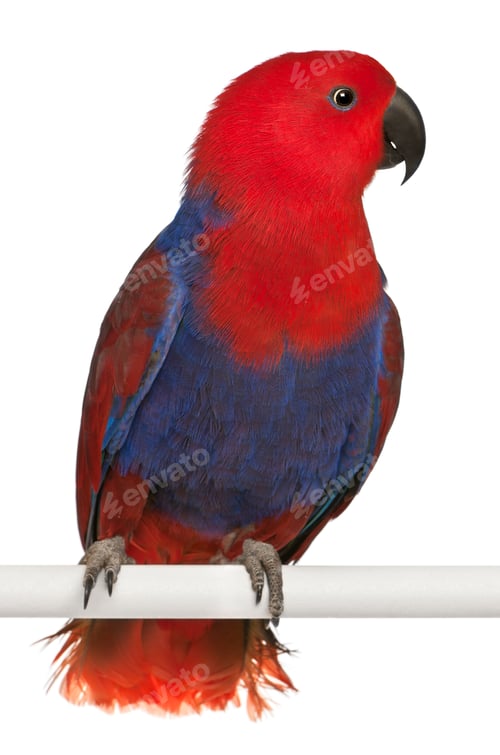 Preview: Female Eclectus Parrot, Eclectus roratus, perching in front of white background