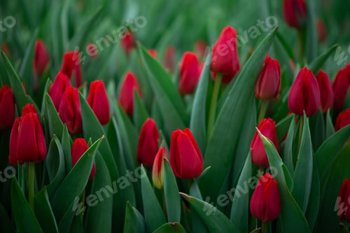 Preview: Bright spring flowers tulips. Women's Day. Mothers Day. Celebration.