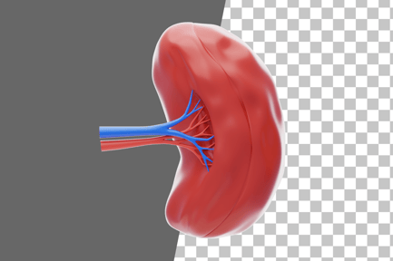 Preview: Spleen 3D Icon