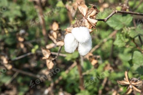 Preview: Closed up cotton blossom ready for harvesting,cotton tree