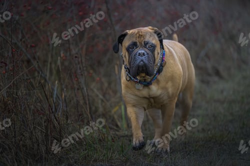 Preview: Large bullmastiff walking down a trail against the blurry background