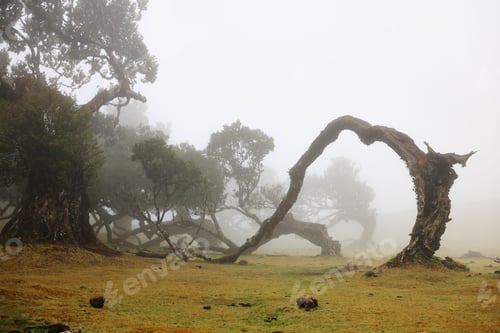 Preview: Misty landscape of a lush green field with ancient twisted trees in Fanal Forest, Madeira, Portugal.