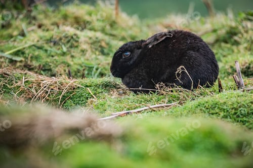 Preview: Black rabbit, Skomer Island, Pembrokeshire Coast National Park, Wales, United Kingdom