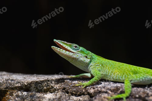 Preview: Closeup shot of a Green anole lizard