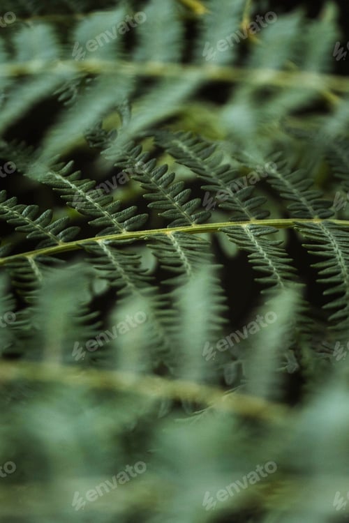 Preview: Fern close up