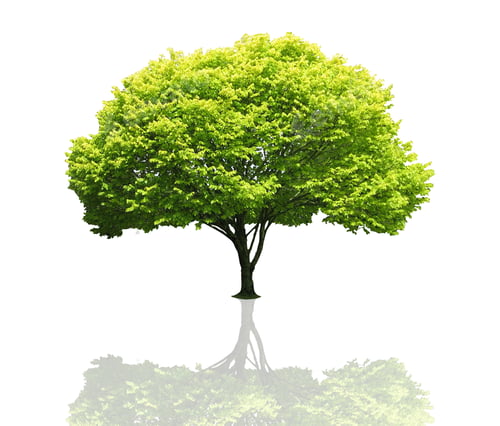 Preview: Tree isolated