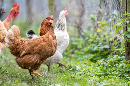 Preview: Closeup of domestic chicken feeding on traditional rural barnyard.