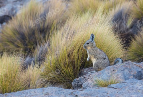 Preview: Chinchilla