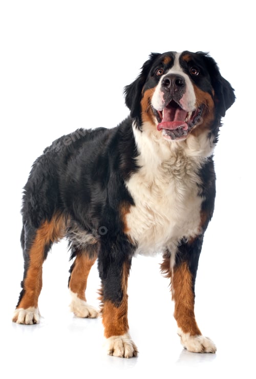 Preview: bernese moutain dog