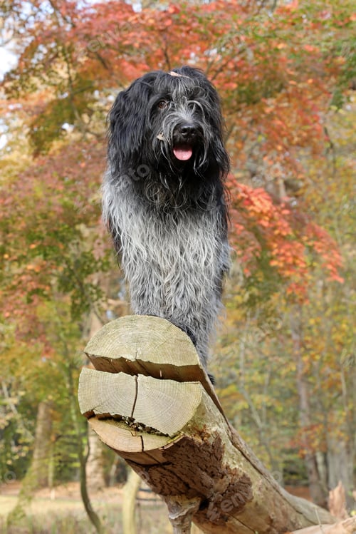 Preview: Schapendoes dog on large log in autumn scene