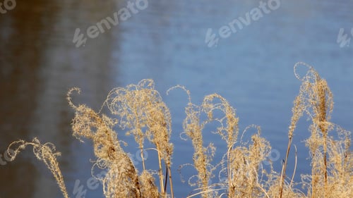 Preview: Dried Curly Grass With Pond In Background - Photograph Of Some Stalks Of Dried Curly Grass With A
