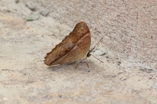 Preview: The Cruiser. Vindula erota erota butterfly