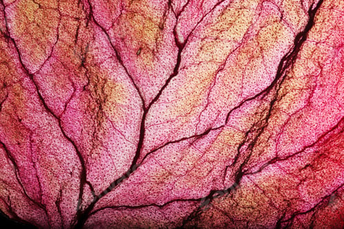 Preview: Dry Leaf Texture Abstract Background