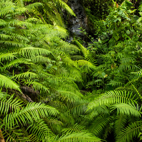 Vista previa: Ferns and oaks along the river in Ubud, Bali